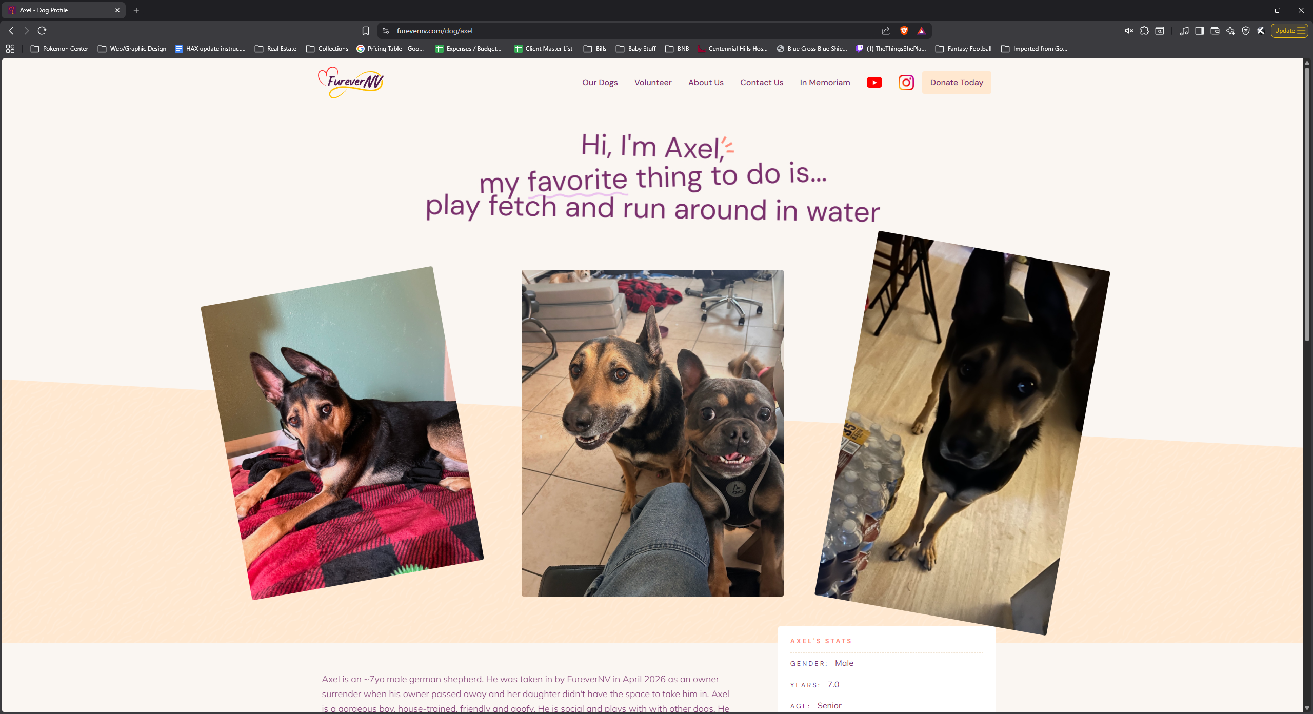 FureverNV dog profile page — age, breed, temperament, photos, and trait tags for an individual rescue